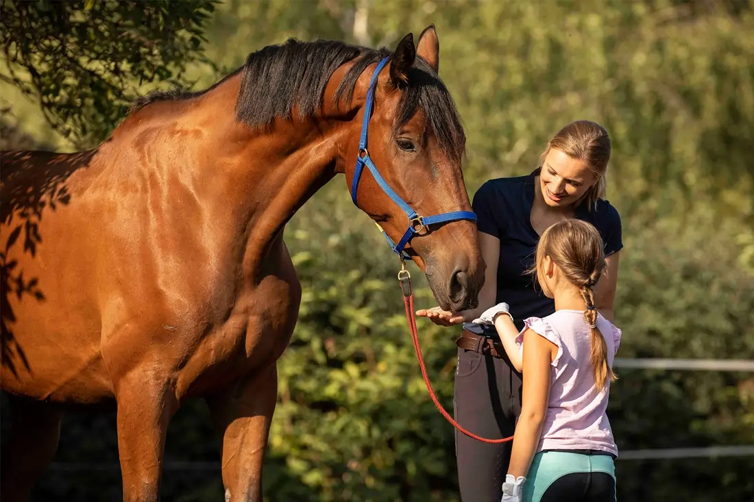 horse-business-coaching-reitschule-klein